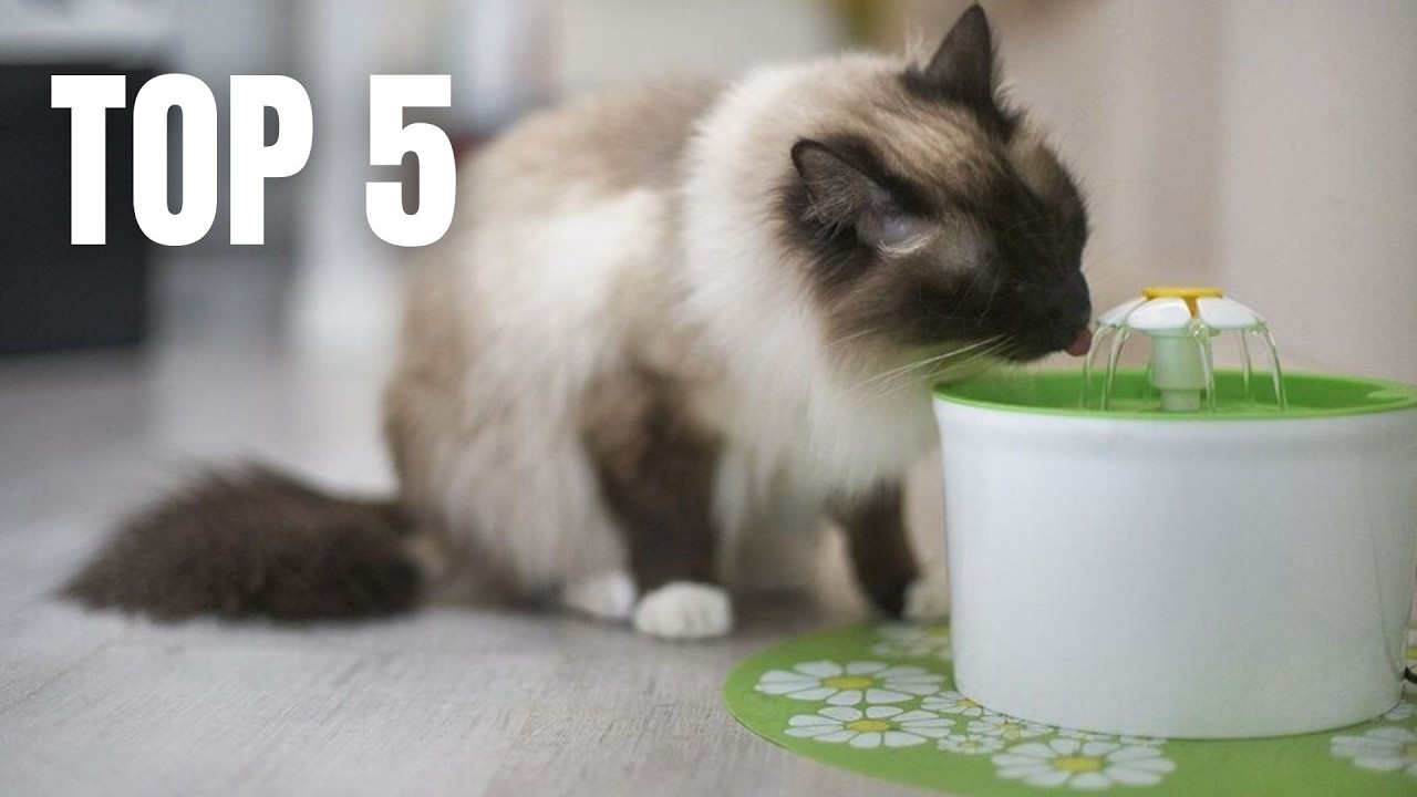 Top 5 Best Cat Water Fountain !