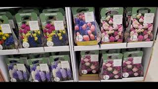 *NEW* FALL PLANTED SPRING BULBS!!  🌷 🌷 AT WALMART!!