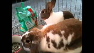 Supreme Pet Foods Product Reviews Supreme Petfoods Selective Naturals Country Loops With Carrot