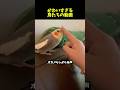 【Part17】鳥好きにはたまらない動画/ Video for bird lovers #インコ #ペット #鳥 #かわいい #parrot #birds #cute #pets