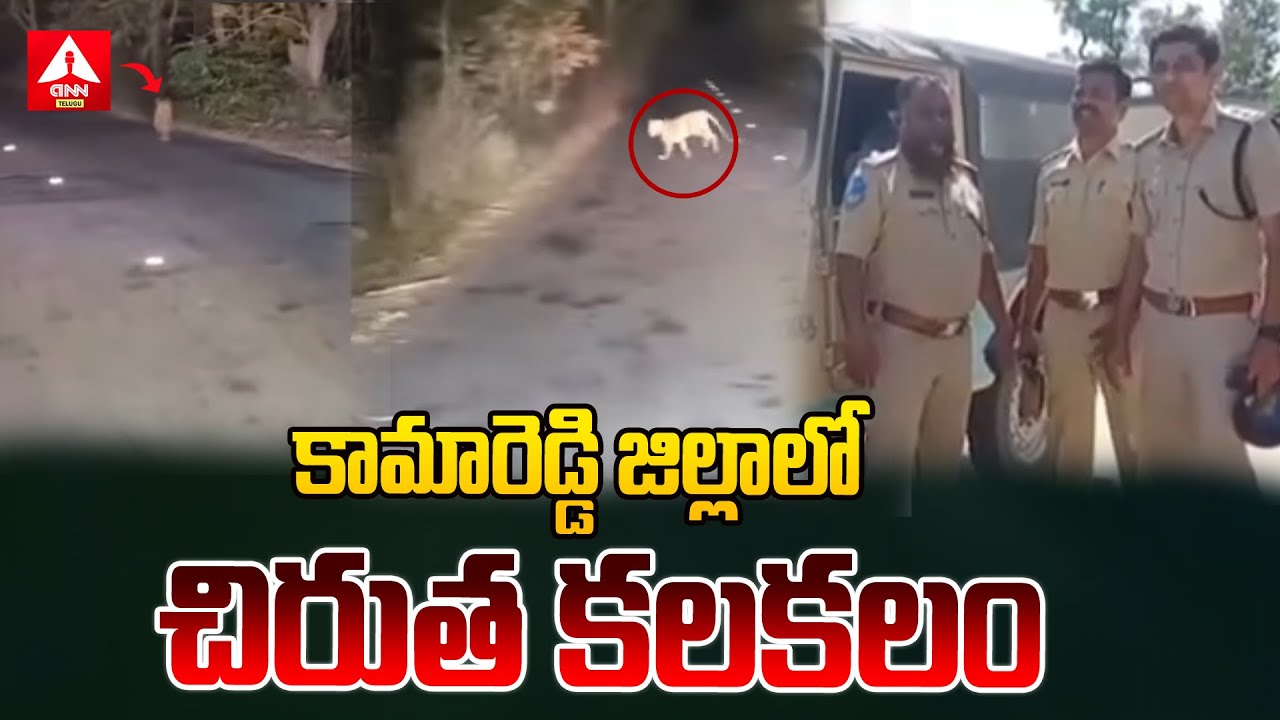 కామారెడ్డి జిల్లాలో చిరుత కలకలం | Leopard Scare in Kamareddy | ANN Telugu
