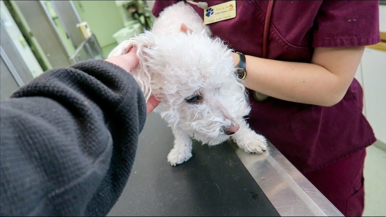 Quincy Had to Go to the Vet ( YouTube