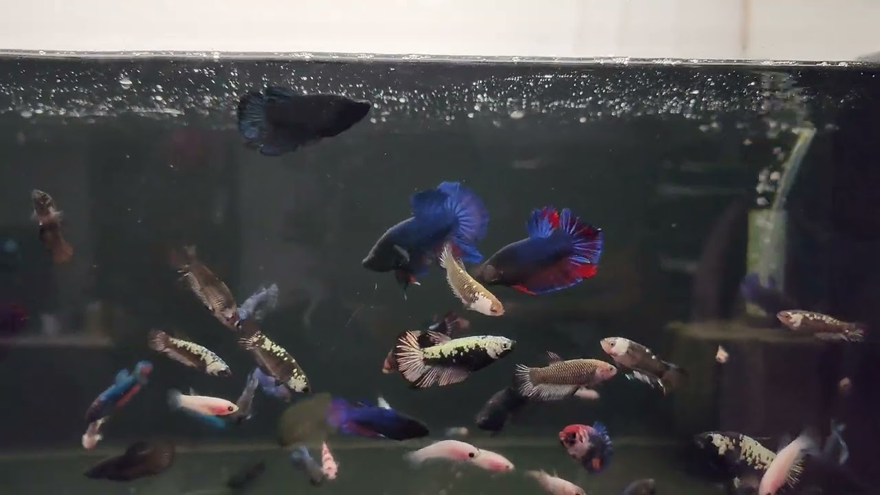 Growing Betta as a Group - English Version