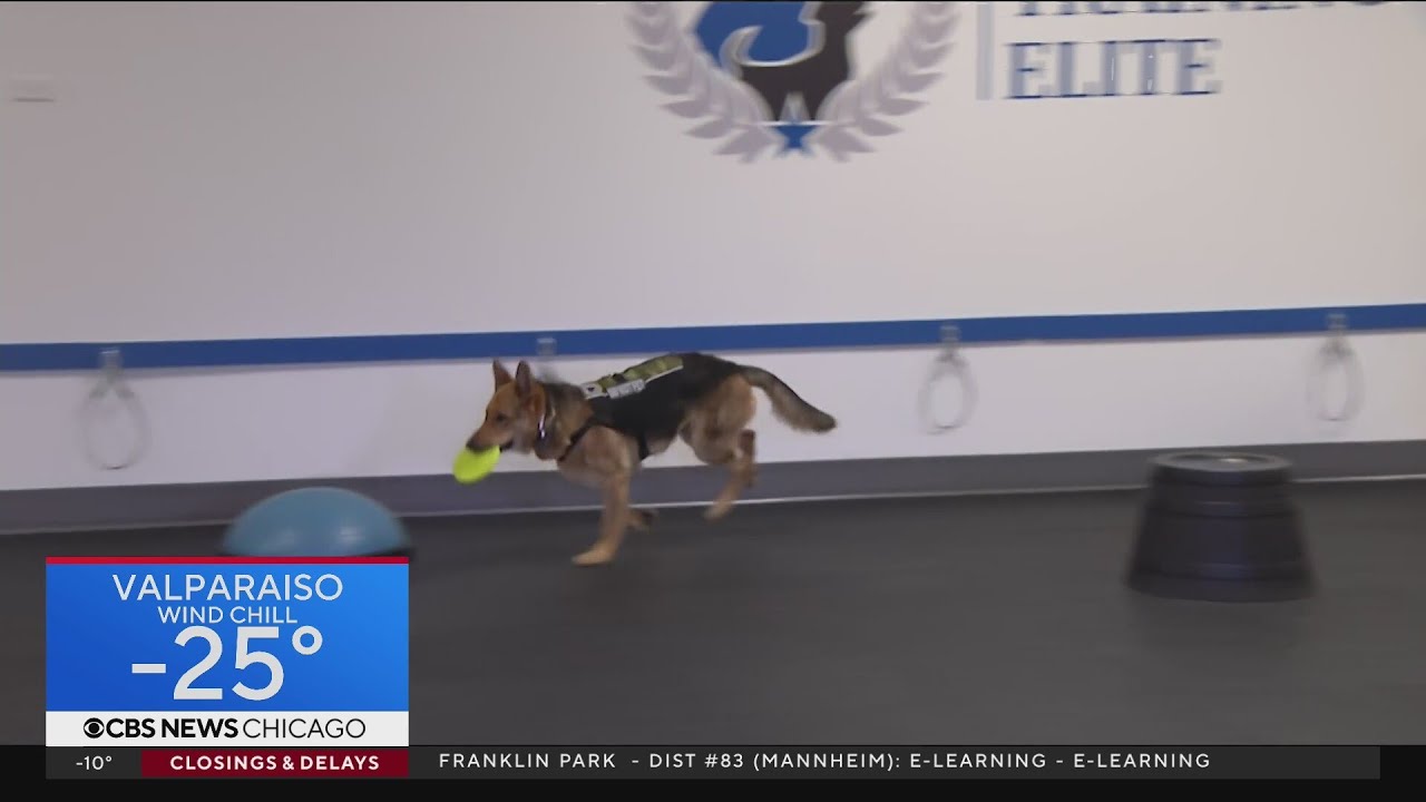 Jumpstart with Jackie: Dog training in Naperville