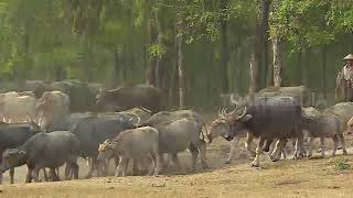 Uniknya Kdanung Kerbau Di Ngawi  Ragam Indonesia 301221