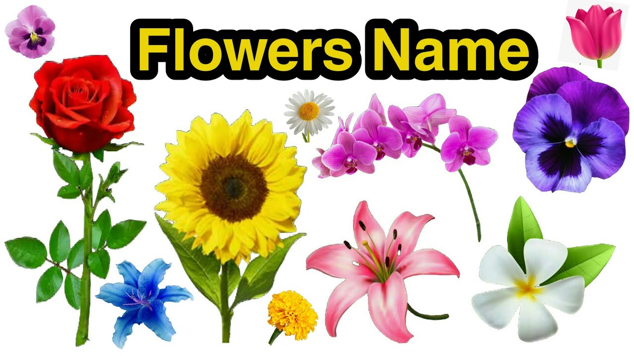 Learn Flowers Name Flowers Name In English Flowers Name Basic English Learning Preschool Youtube