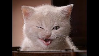 Смішні відео про котів // №2 Смішні відео про котів // №2