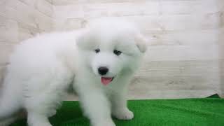 Coo&RIKU No.00748804 サモエド - YouTube