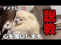 イタズラしたので説教してたら衝撃の事実が判明しました