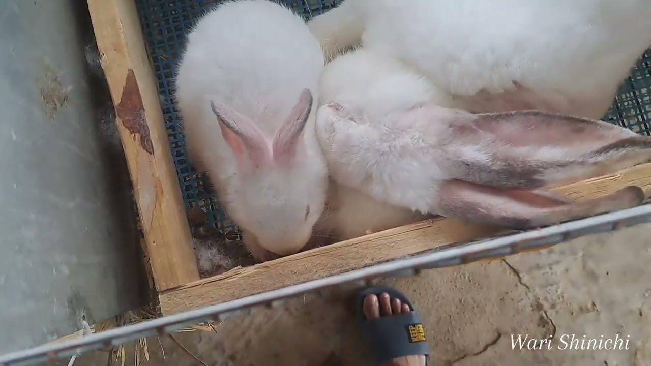 APA SAJA KOLEKSI KELINCI DI KANDANG DINARAYA RABIT FARM