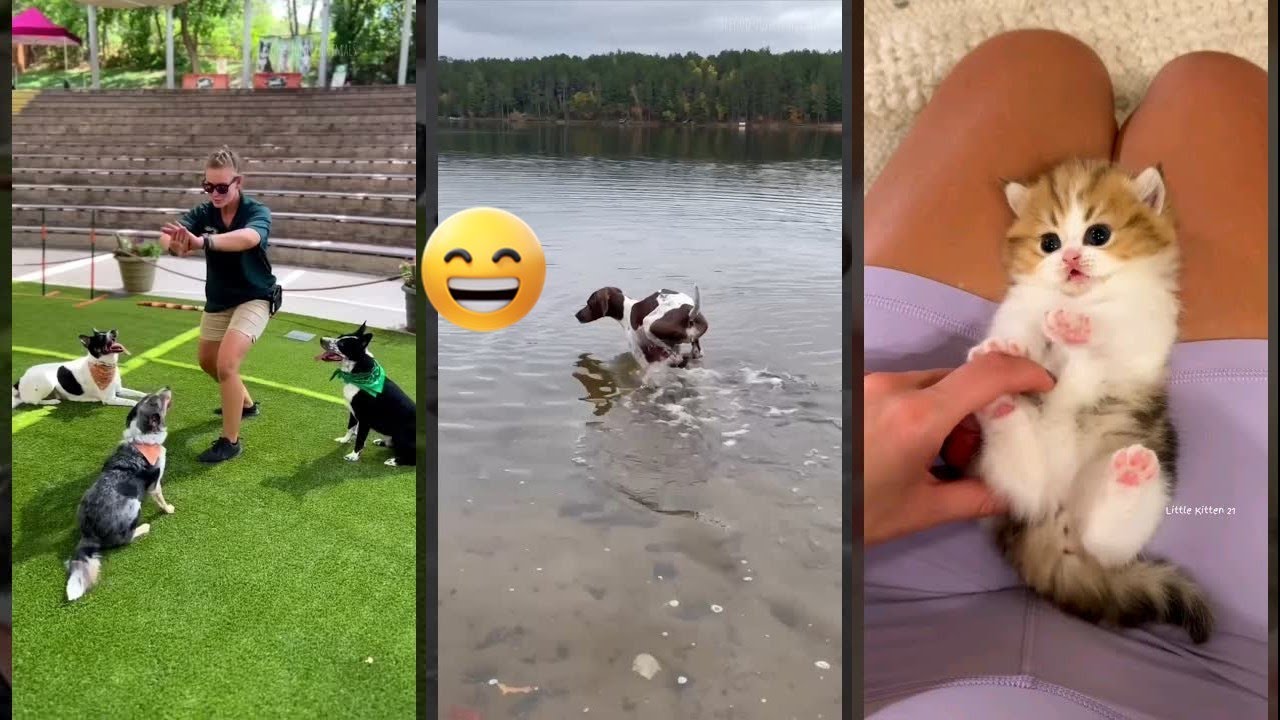 Cat videos 😹 funny cats compilation 😅 