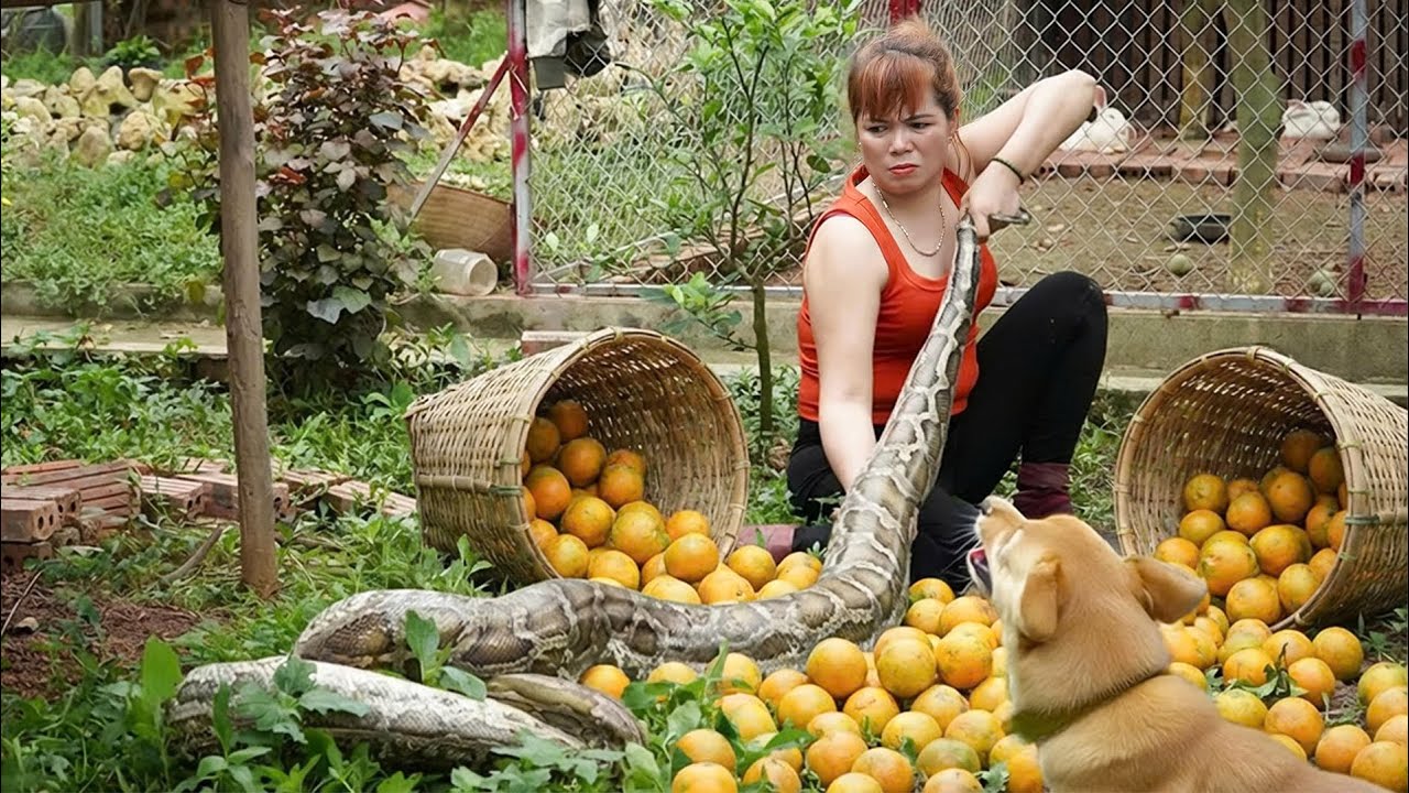 Full Process: Rescuing a Puppy from a Giant Python on the Farm | Harvesting Wild Oranges to Sell!