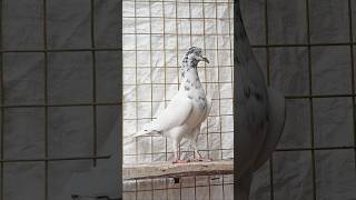 Couple Dodi Main Breeder 🔥 Top Andhra Pigeon Pair | Amazing Quality #shorts