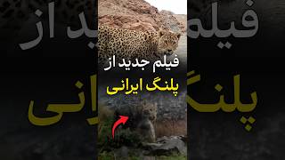فیلم جدید از پلنگ ایرانی در قزوین 🤩