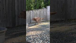 #dogshorts #foryou #funny #bathtime #summertime #shake #doglife #dogmom #doglove #funnydogs #puppy