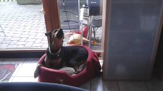 Dog telephone repeater
