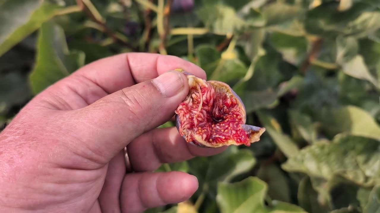 Bordissot Negra Rimada Fig - October 14, 2023