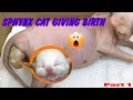 🥰Sphynx cat, Cat Giving Birth to the first kittens - part 1 #sphynxcatgivingbirth | Sphynx Kittens