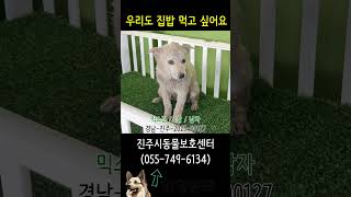 아이들의 손을 잡아주세요 (강원 2) #유기동물 #강아지