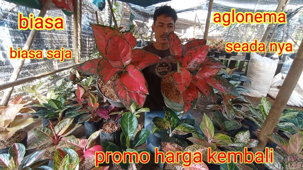 Mula nya biasa biasa saja aglonema seadanya 