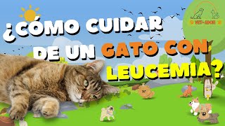 Cuidados Para Gatos con Leucemia Felina | Vet-adom Puebla