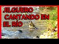 JILGUERO CANTANDO EN EL RÍO/Goldfinch singing in the river/Chardonneret chantant dans la rivère