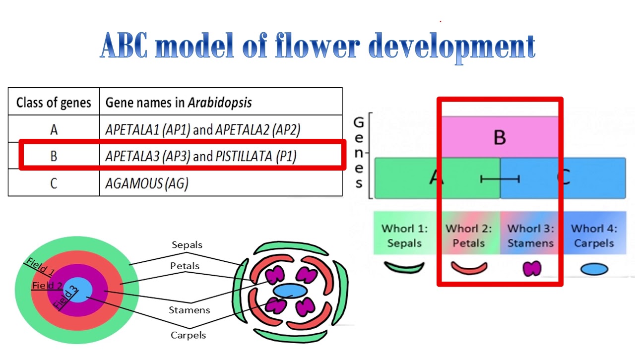 abc hypothesis of flower development