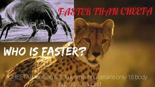 World’s Fastest Terrestrial Animal