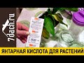 Янтарная кислота : помощь комнатным растениям и хороший стимулятор для подготовки семян - 7 дач