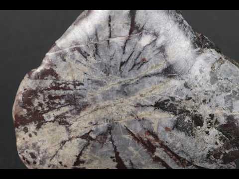 根尾谷産 菊花石 183g / Chrysanthemum Stone - YouTube