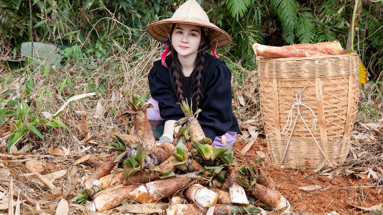 Сбор сладких побегов бамбука — деликатеса из природы