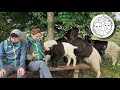 Falsche Büffel und echte Zicken: Wandersocken mit #Schwarzhalsziegen