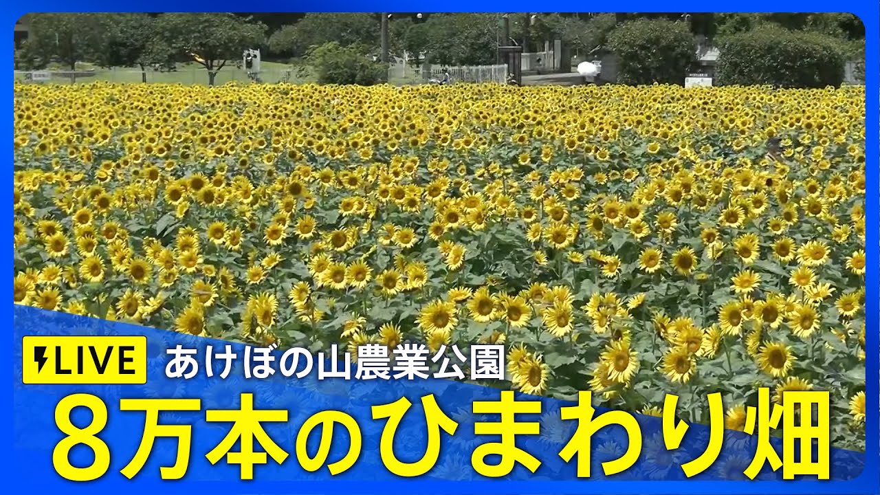 LIVE】8万本のひまわり畑 特設ライブカメラ あけぼの山農業公園｜ TBS