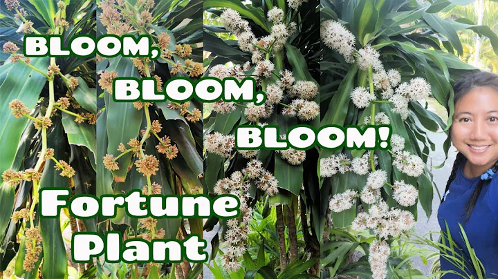 Fortune Plant Flower - DayDayNews