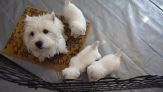 H&H Westie Puppies with momma May 15, 2016