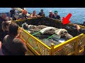 Fishermen Captured What No One Was Supposed to See...