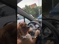 Fazla H谋zdan Ceza Yiyoduk Nerdeysee馃槼 K枚pekvideolar谋 Dog Shots Fazla H谋zdan Ceza Yiyoduk Nerdeysee馃槼 K枚pekvideolar谋 Dog Shots