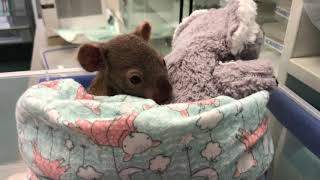 BABY NOAH AT CURRUMBIN WILDLIFE HOSPITAL WITH MUM ❤