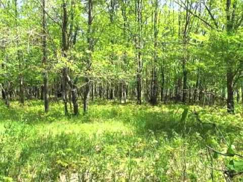 7700 Switchback Trail, Buckley, MI home video tour