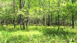 7700 Switchback Trail video tour