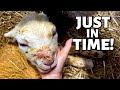 WHY IS THIS LAMB'S HEAD SO SWOLLEN?: Vlog 315