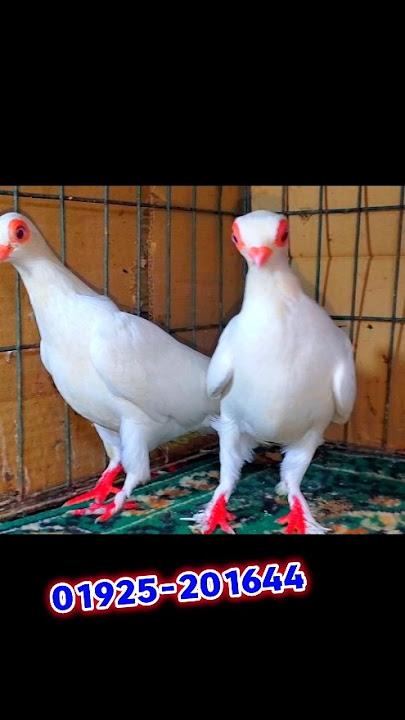ককা কবুতর 1.5k টাকায় মাত্র #shorts #pigeons #video #bangladesh_pigeon