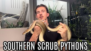 Everything You NEED To Know About Southern Scrub Pythons!!