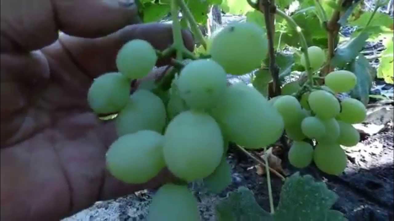 Виноград Тасон: описание и особенности сорта, посадка и уход, советы садоводов