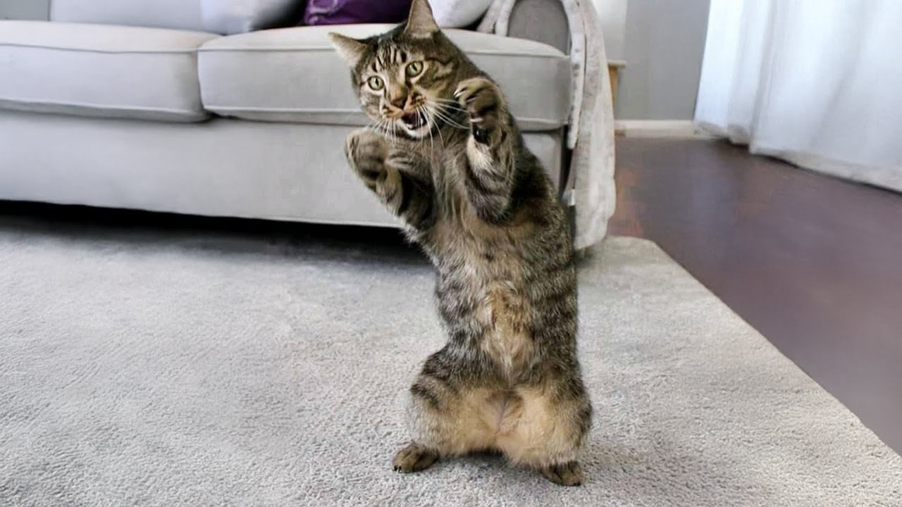 Silliest CATS have a Plan 😂😺 Try Not to Laugh – Part 19