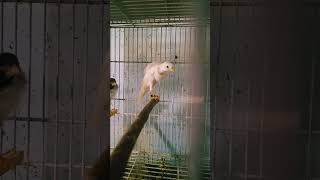 This one has soft white feathers 🪽🪽🤍❤️ #kenari #birds #bird #canary #lovebirds #canarias #canario