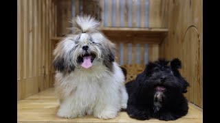 Hai bé chó Shih Tzu siêu phẩm độc quyền | Chomeocanh.com by MeowGo Pets Farm | Chomeocanh 73 views 5 months ago 1 minute, 2 seconds