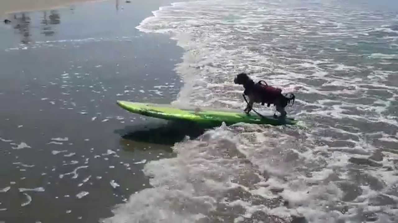 IQ K9 TRAINING Oceanside Dog Training Del Mar Dog Beach Surf Dogs YouTube