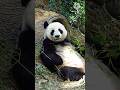 पांडा का रंग क्यों होता है काला-सफेद? 😱 #shortsfeed #amanzingfacts #panda #rochaktathya