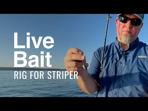 Live Bait Rig and Setup for Striped Bass 